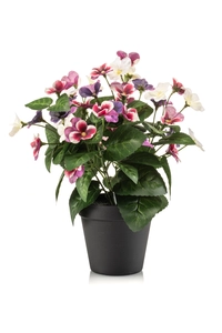 Pansy bush fuchsia/purple 29cm