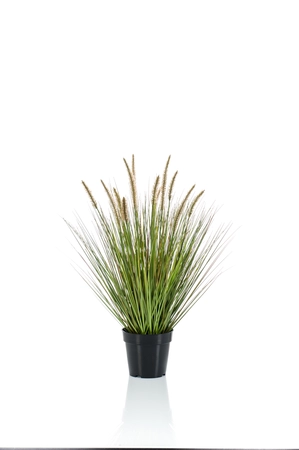 Pennisetum grass 71cm