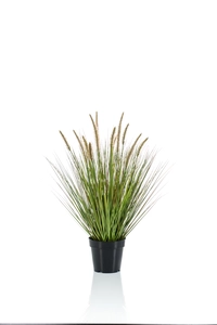 Pennisetum grass 71cm