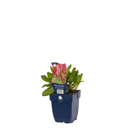 Persicaria aff. 'Darjeeling Red'