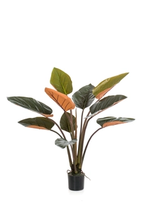 Philodendron plant green/burgundy