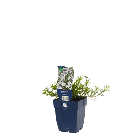 Phlox (S) 'Benita'