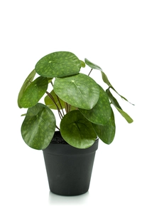 Pilea bush 25cm in black pot
