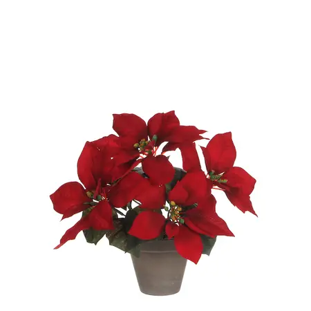 Poinsettia rood