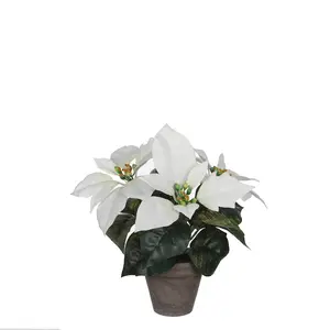 Poinsettia wit d9cm