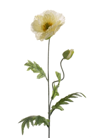 Poppy spray cream 70cm