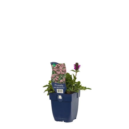 Prunella grand. 'Bella Deep Rose'
