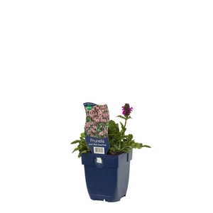 Prunella grand. 'Bella Deep Rose'