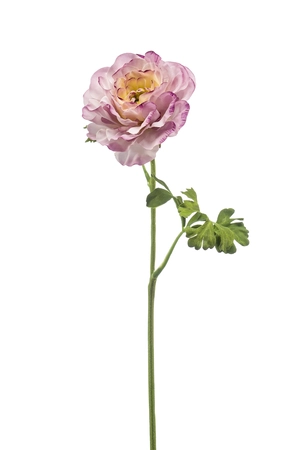 Ranunculus spray lt purple 61cm