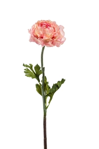 Ranunculus spray pink 50cm