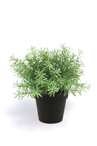 Rosemary bush 20cm lt green in blac