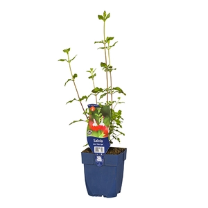 Salvia micr. 'Hot Lips'