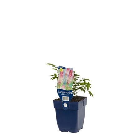 Sanguisorba off. 'Pink Tanna'