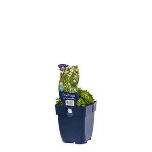 Saxifraga (A) 'Schneeteppich'