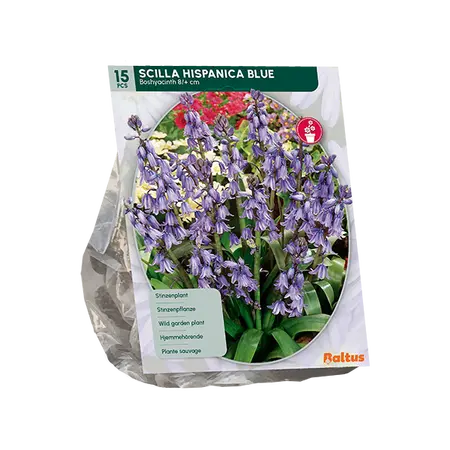 Scilla Hispanica, Blauw per 15
