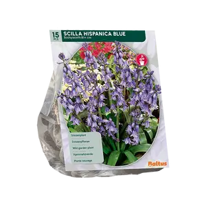 Scilla Hispanica, Blauw per 15