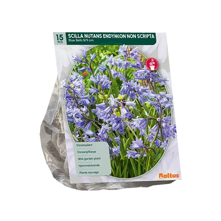 Scilla Nutans Endymion non Scripta per 15