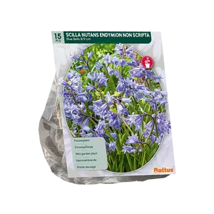 Scilla Nutans Endymion non Scripta per 15