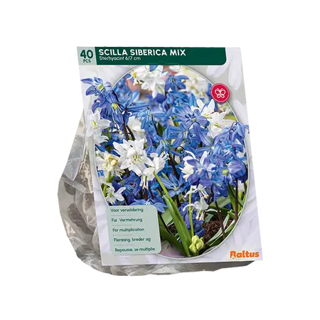 Scilla Siberica Mixed per 40