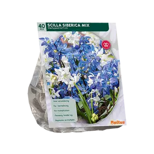 Scilla Siberica Mixed per 40