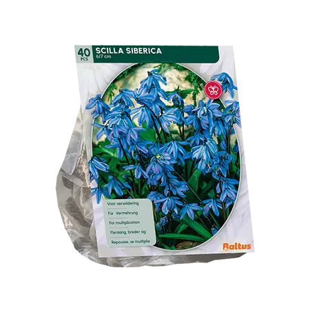 Scilla Siberica per 40