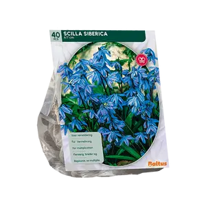 Scilla Siberica per 40