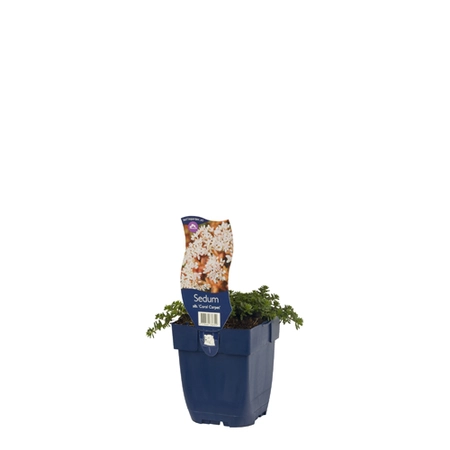 Sedum album 'Coral Carpet'