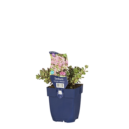 Sedum cauticola 'Lidakense'