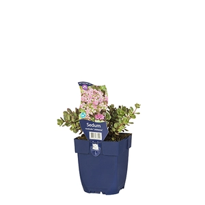 Sedum cauticola 'Lidakense'