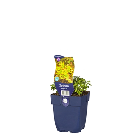 Sedum oreganum