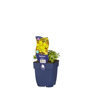 Sedum oreganum