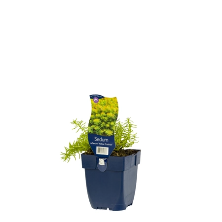 Sedum refl. 'Yellow Cushion'