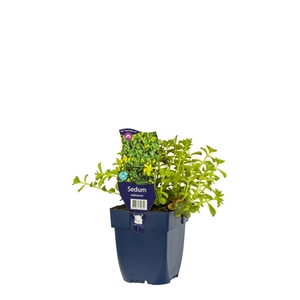 Sedum selskianum