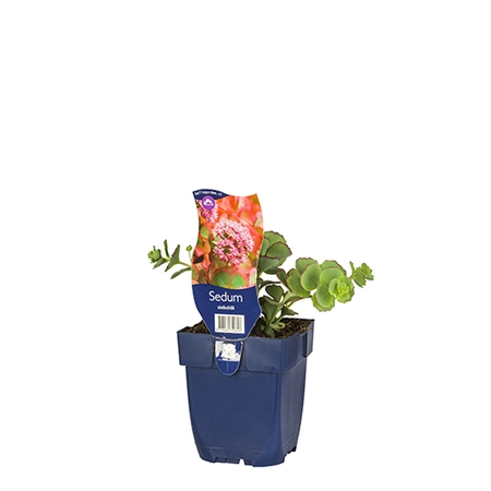 Sedum sieboldii