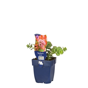 Sedum sieboldii