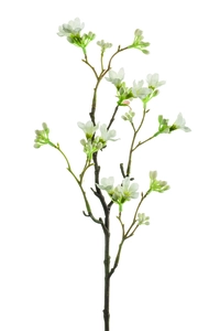 Seven sons flower spray 50cm