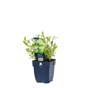 Silene mar. 'Weisskehlchen'