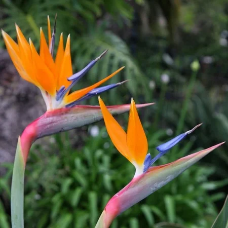 Strelitzia regina - afbeelding 2