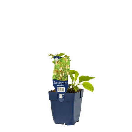 Symphytum grandiflorum