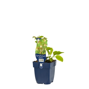 Symphytum grandiflorum