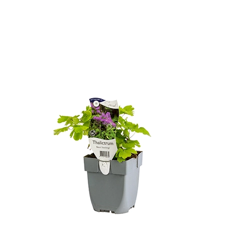 Thalictrum 'Black Stockings'