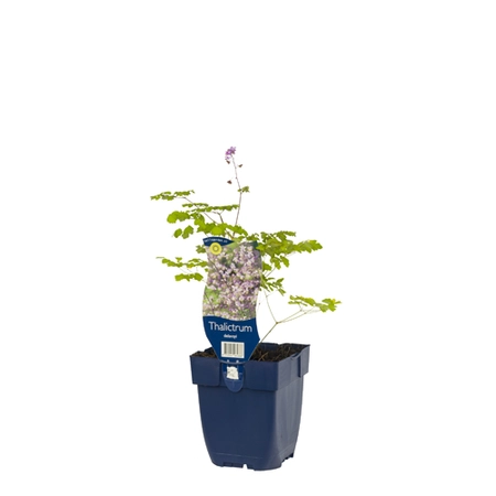 Thalictrum delavayi