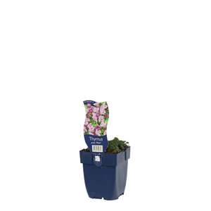 Thymus praecox 'Minor'