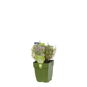 Thymus vulg. 'Silver Posie'