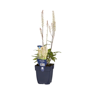Tiarella cordifolia