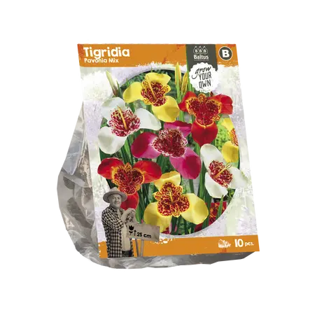 Tigridia Pavonia Mix