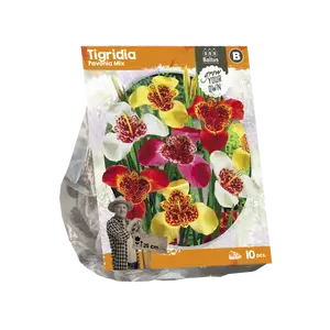 Tigridia Pavonia Mix