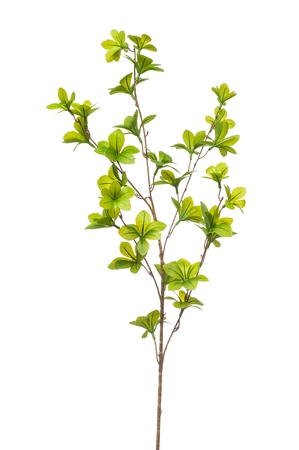 Tropaeolum spray 90cm