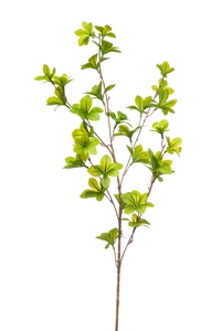 Tropaeolum spray 90cm