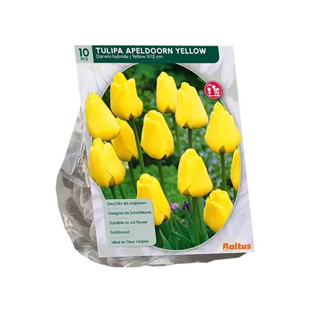 Tulipa Apeldoorn Geel, Darwin per 10